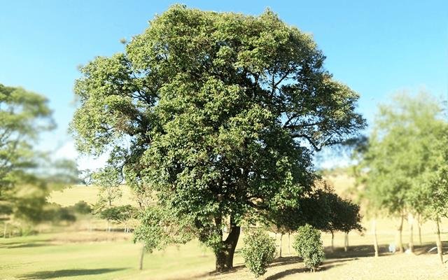 Açoita-cavalo (Luehea divaricata)
