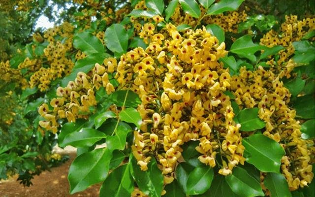 Aldrago (Pterocarpus violaceus)