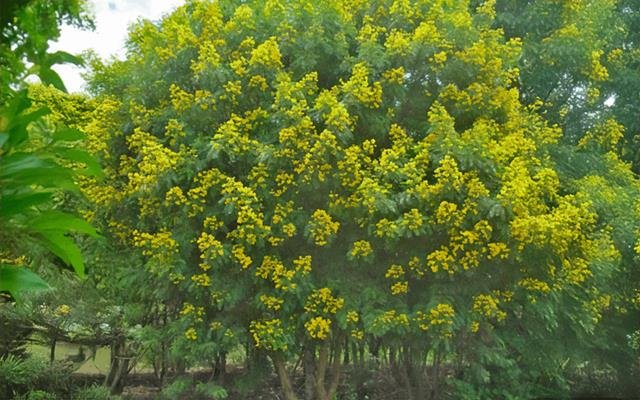 Alelueiro (Holocalyx balansae)