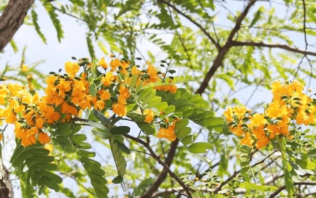 Amendoim-do-campo (Platypodium elegans)