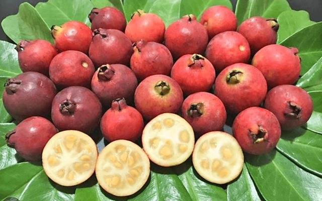 Araçá-vermelho (Psidium cattleyanum var. roseum)