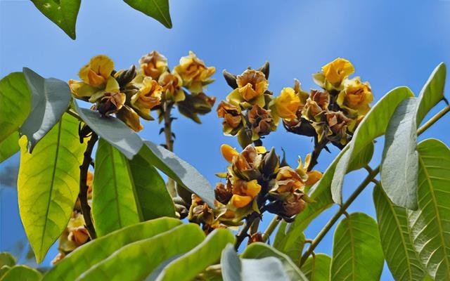 Araribá (Centrolobium tomentosum)