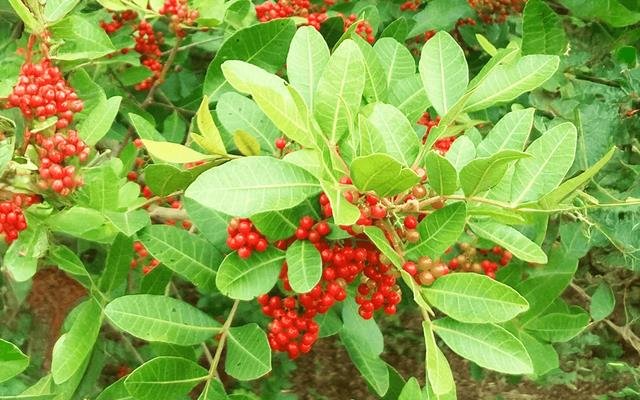 Aroeira-pimenteira (Schinus terebinthifolius)