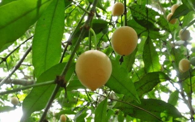 Bacupari (Rheedia gardneriana)