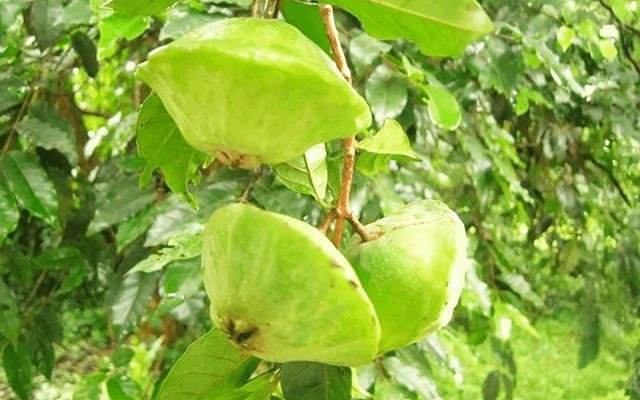 Cambuci (Campomanesia phaea)