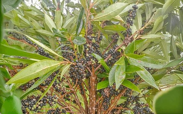 Capororoca-preta (Myrsine coriacea)