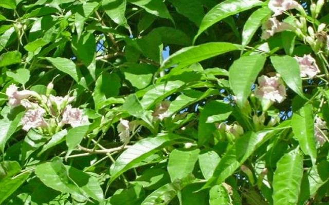 Caroba-branca (Jacaranda cuspidifolia)