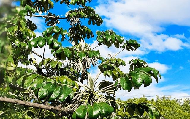 Embaúba-branca (Cecropia pachystachya)