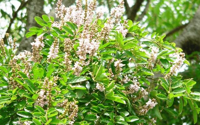 Embira-de-sapo (Lonchocarpus cultratus)