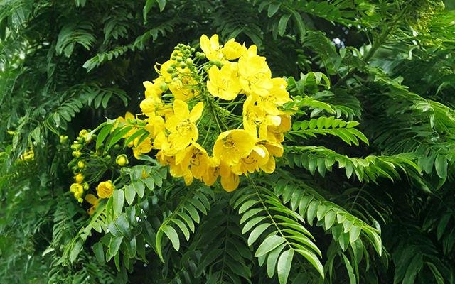 Falso-barbatimão (Cassia leptophylla)