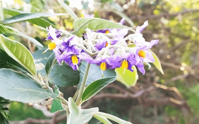 Gravitinga (Solanum granuloso-leprosum)