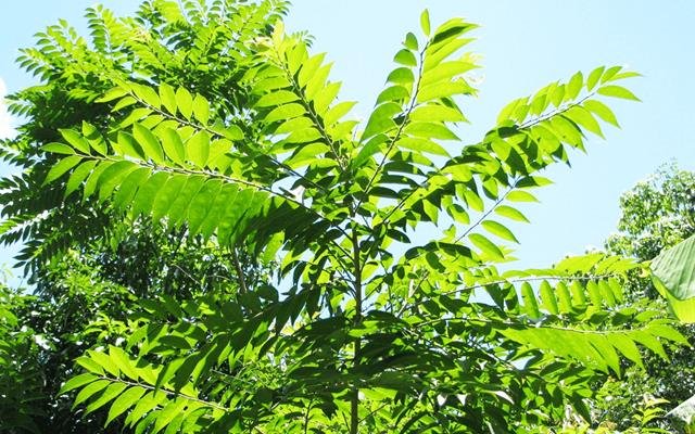 Guaçatonga (Casearia sylvestris)