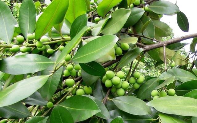 Guanandi (Calophyllum brasiliense)