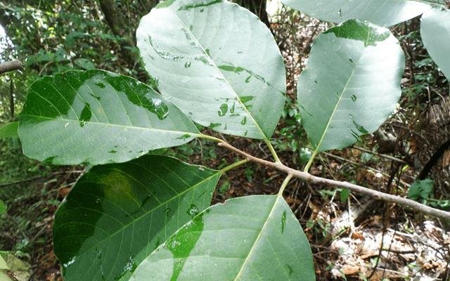 Guatambu (Aspidosperma ramiflorum)