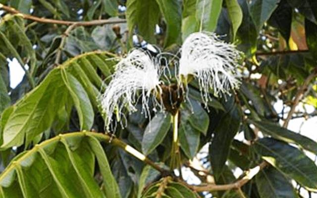 Ingá-ferradura (Inga sessilis)