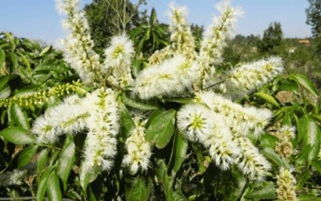 Ingá-mirim (Inga marginata)