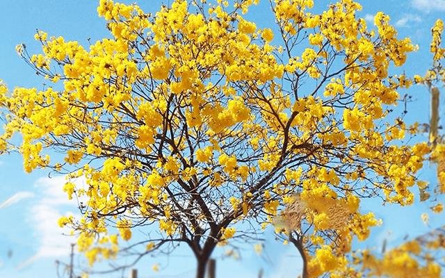Ipê-amarelo (Handroanthus albus)