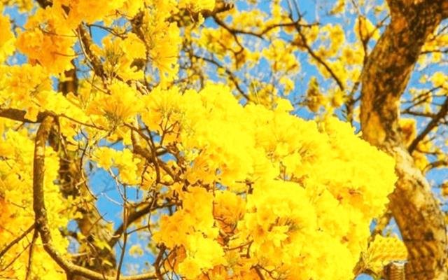 Ipê-amarelo-do-brejo (Handroanthus umbellatus)