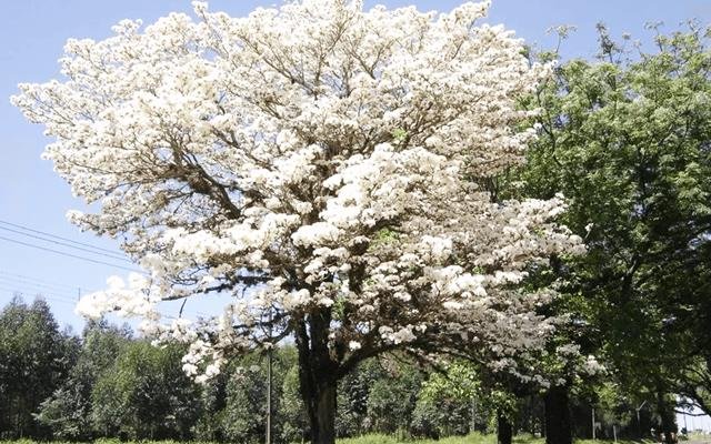Ipê-branco (Tabebuia roseoalba)