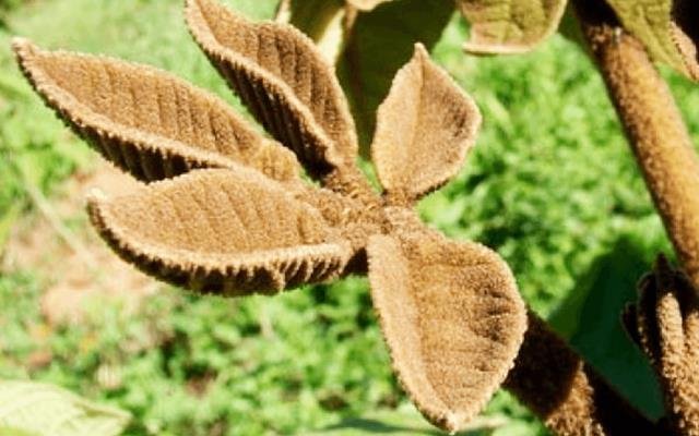 Ipê-felpudo (Zeyheria tuberculosa)