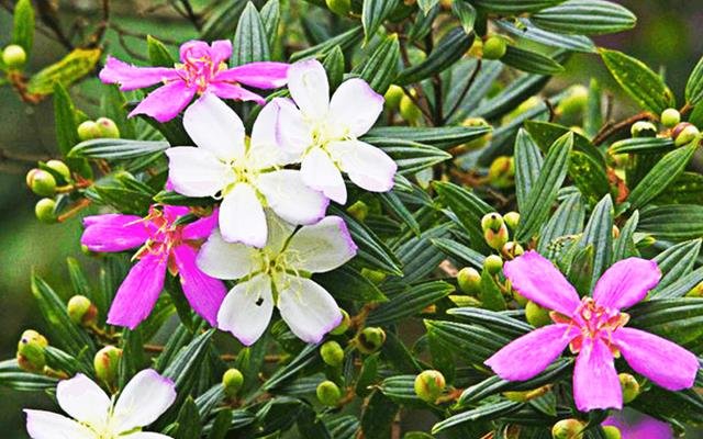 Manacá-da-serra (Tibouchina mutabilis)