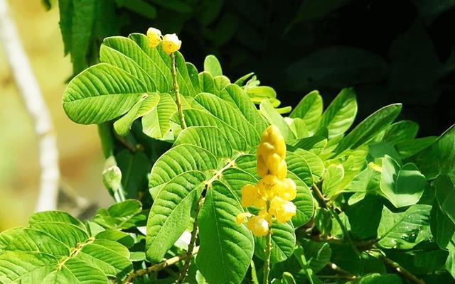 Maria-preta (Senna alata)