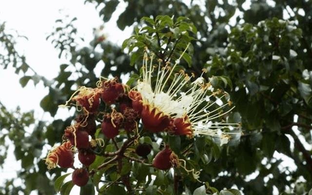 Mirindiba (Lafoensia glyptocarpa)