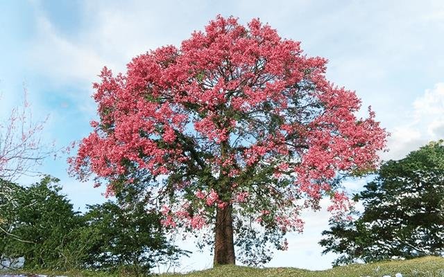 Paineira-rosa (Ceiba speciosa)