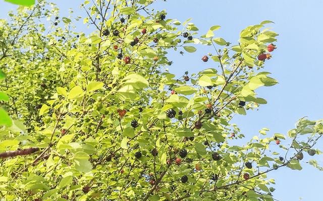 Pitanga-preta (Eugenia florida)