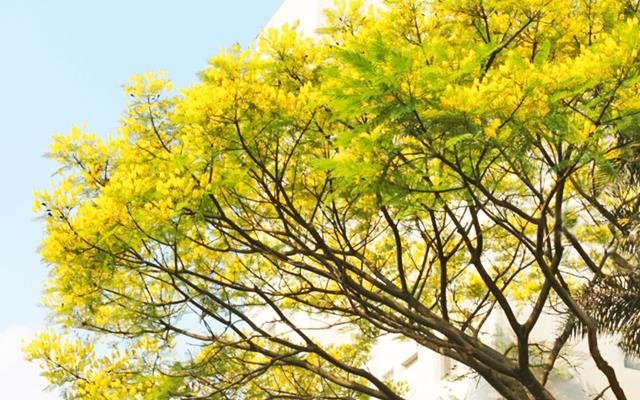 Sibipiruna (Caesalpinia pluviosa)