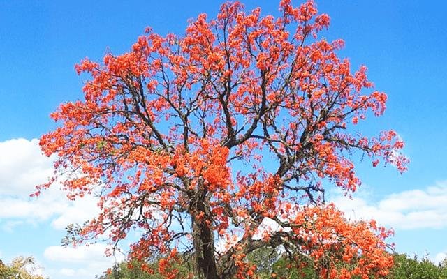 Suinã (Erythrina verna)