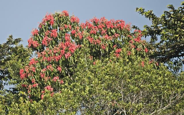 Tachi (Tachigali vulgaris)