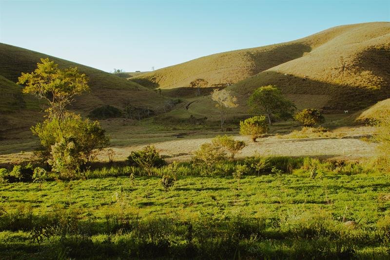 Mudas nativas recém-plantadas em antiga área de pasto, entre os morros da fazenda