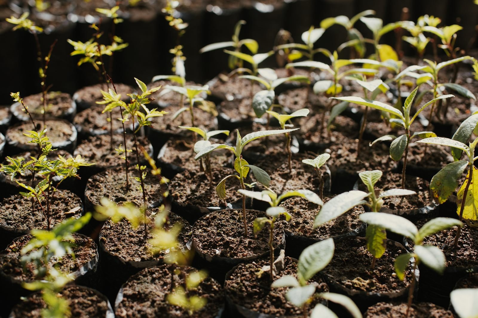 Mudas nativas em saquinhos de cultivo, lado a lado nas bancadas do viveiro