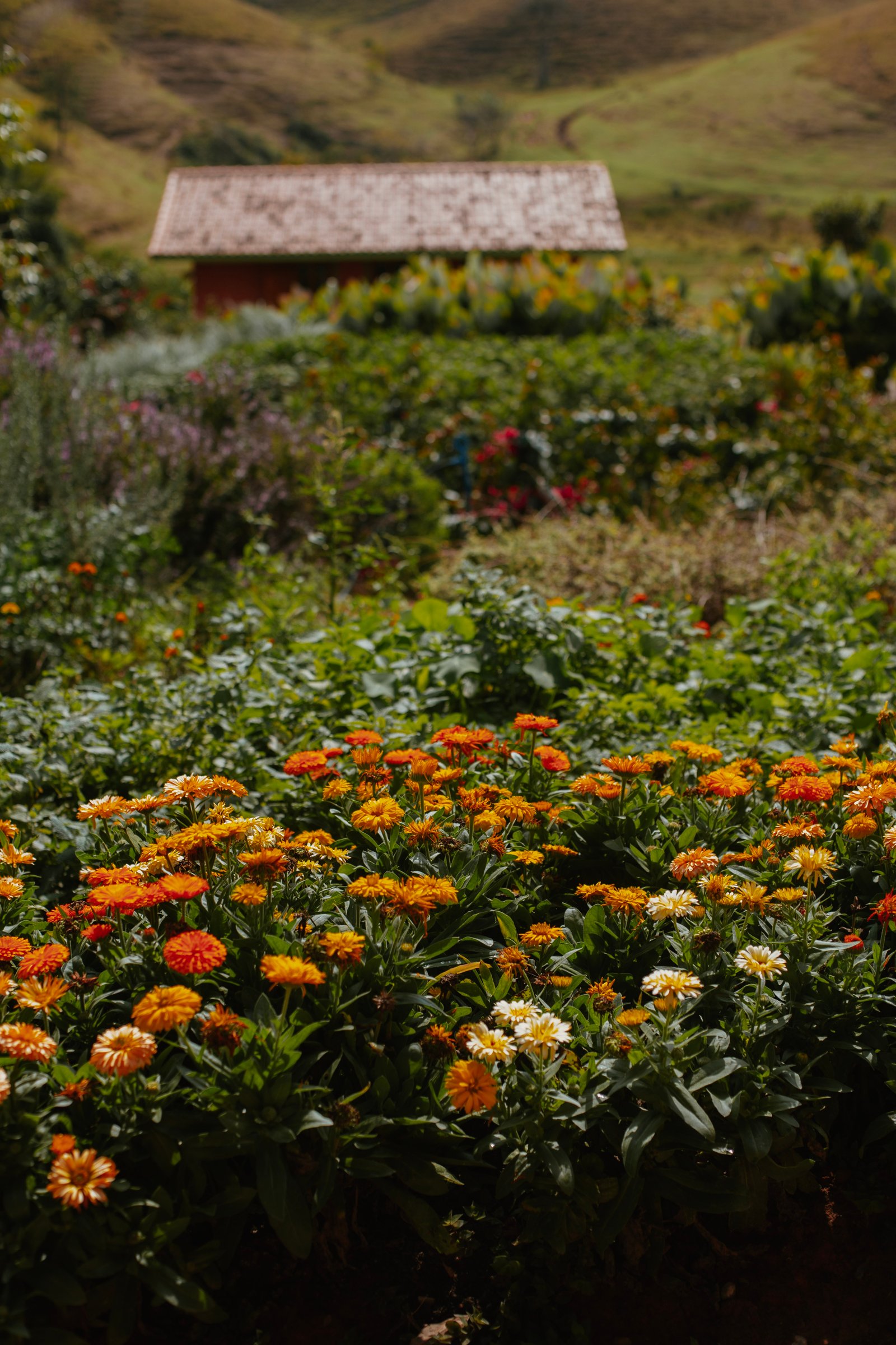 Encosta com sistema agroflorestal em plena produção