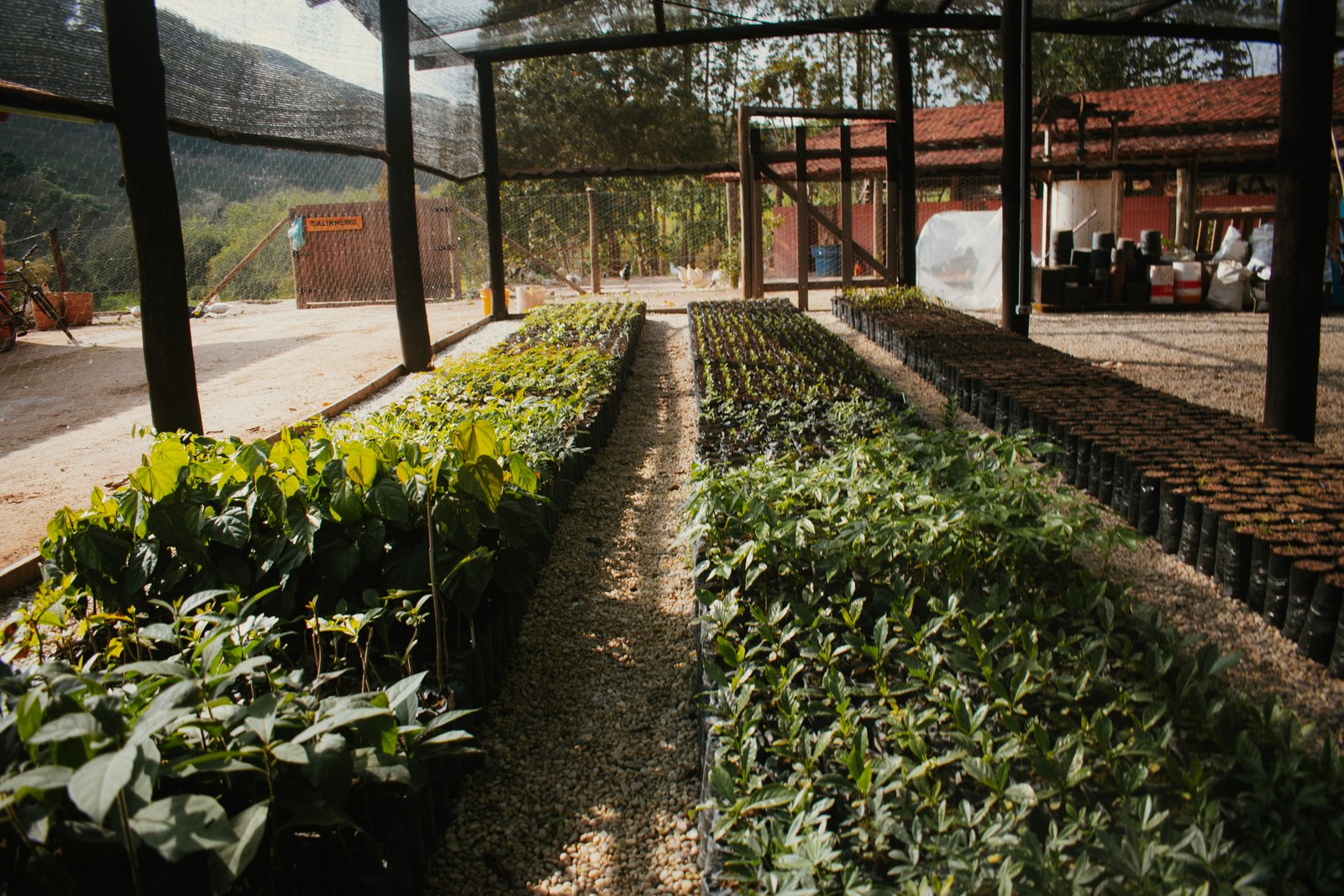 Mãos segurando terra com uma muda nativa recém-plantada