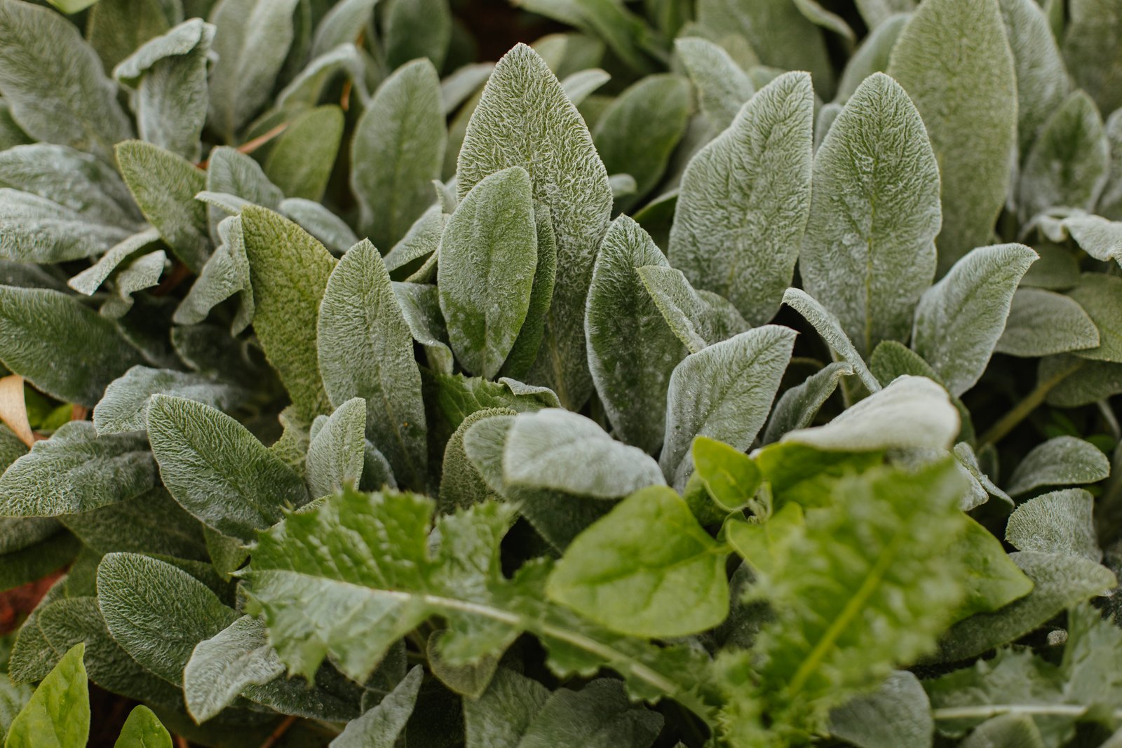 Jardim de PANCs com placas de identificação das espécies